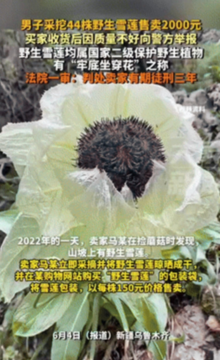 “白嫖成功了？”新疆乌鲁木齐，一男子采挖44株野生雪莲，带回家后晾晒成干，以每株