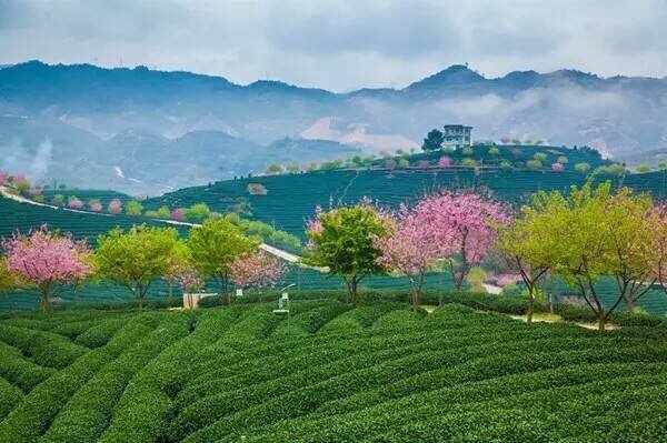 二月国内出游地推荐1、元阳梯田——最美摄影地2、龙岩漳平永福——樱花初开3、罗平