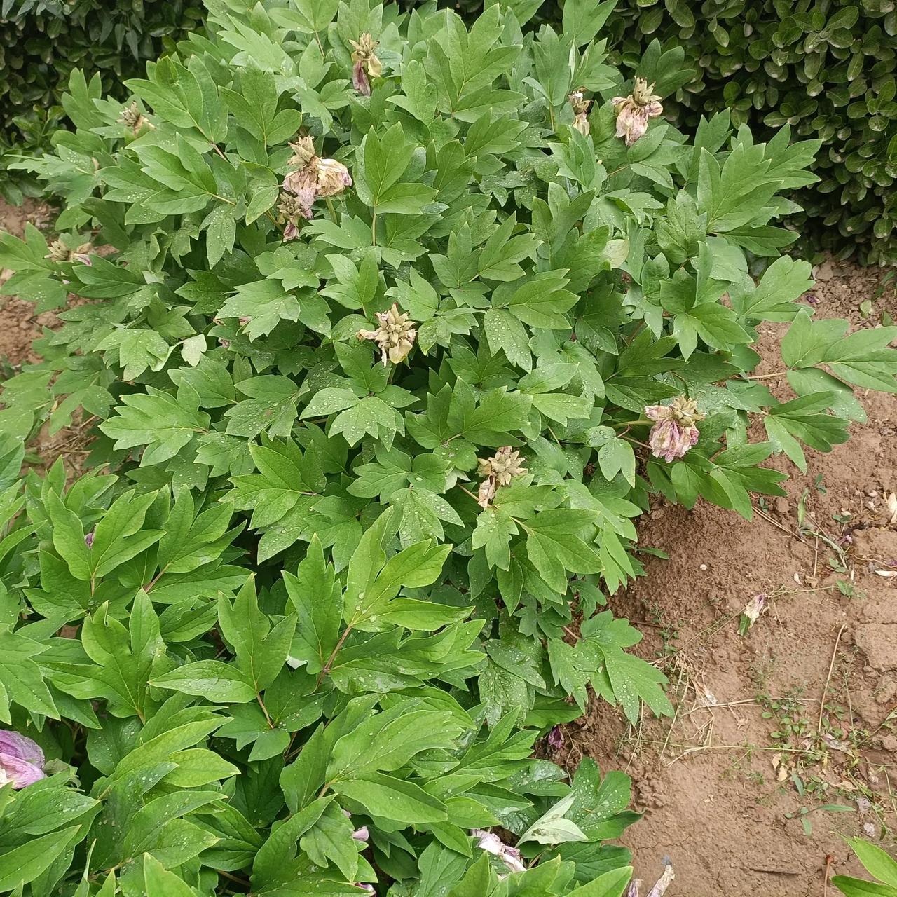 我格外喜爱牡丹花，喜爱它那国色天香的姿容，喜爱它雍容华贵的气质。每年八九月份的时