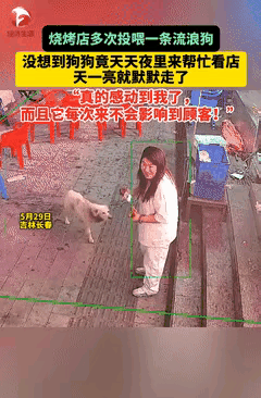 太通人性了！长春，烧烤店老板娘多次投喂流浪狗，没想到，流浪狗竟每天趁她收摊后，又