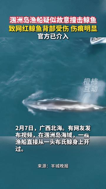 有些人真的是太坏了。涠洲岛附近有很多鲸鱼，它们性情温顺，很多人都喜欢它们，经