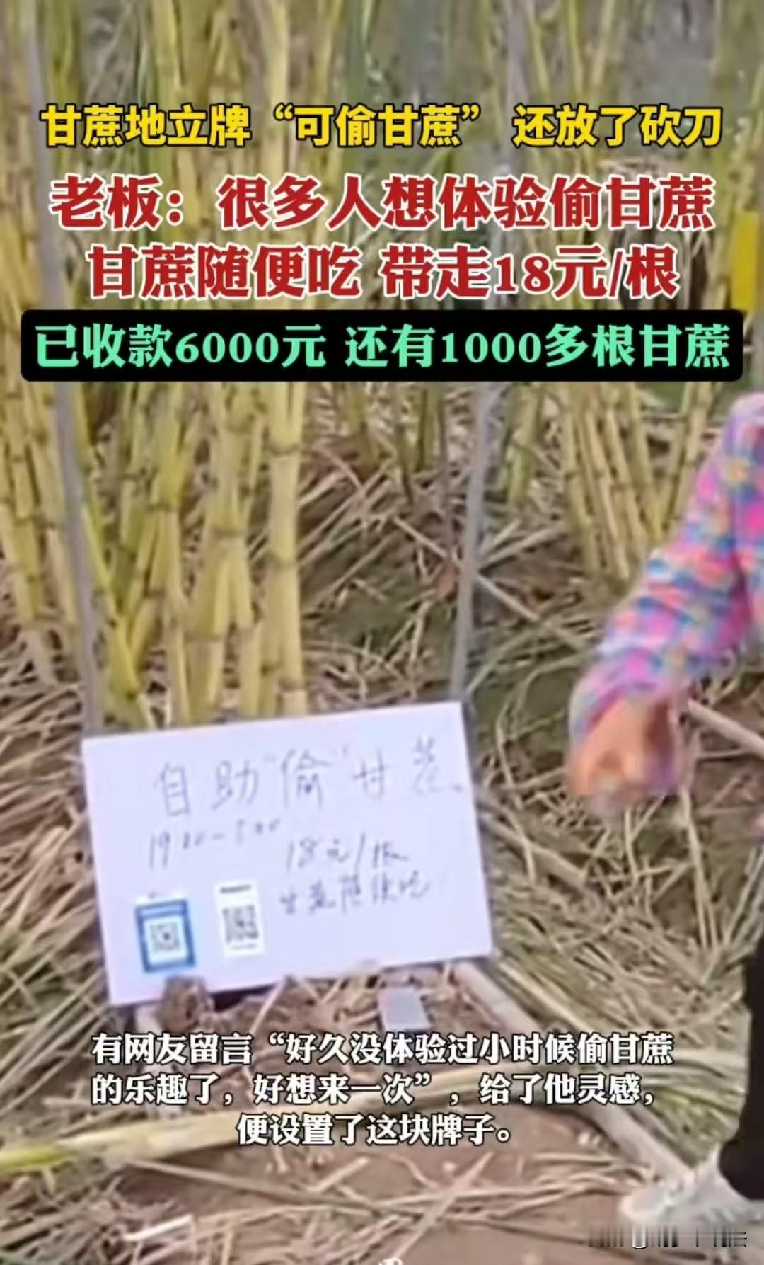 杭州,甘蔗地的主人邀约网友们去偷甘蔗,还给大家放了一把刀在那里,生怕大家偷的时候