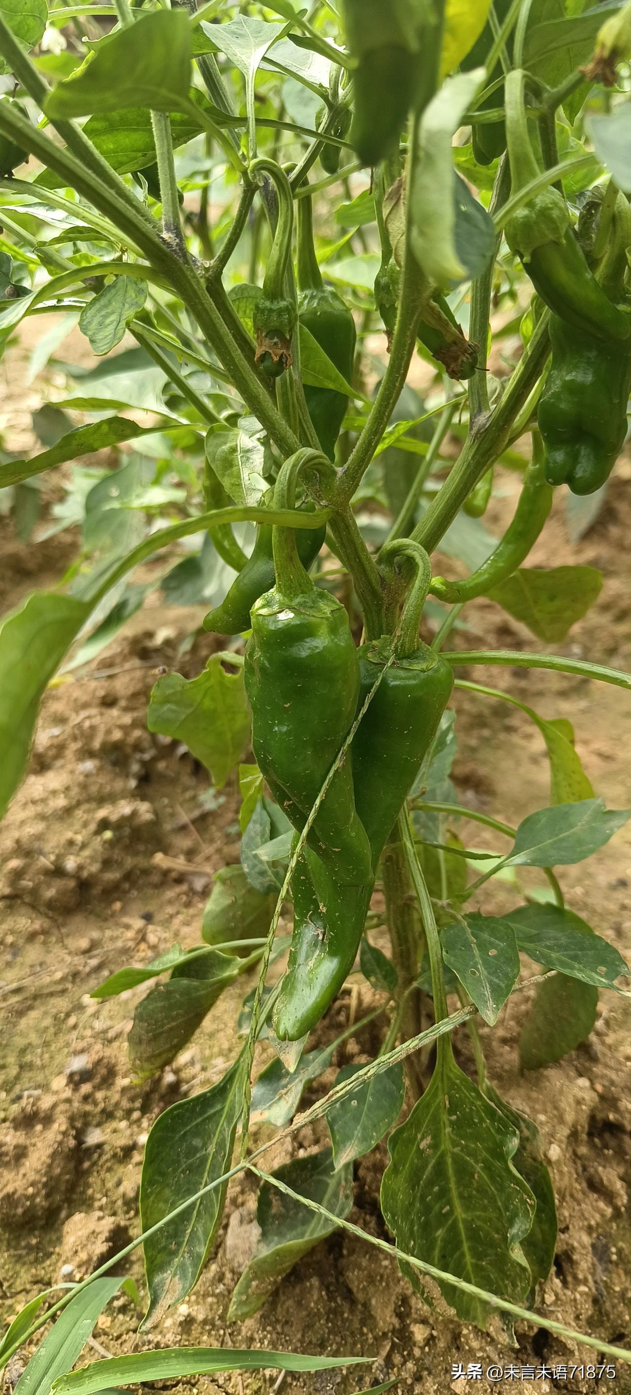 我的小菜园子，绿油油的。长得最好的就是小辣椒了。老百姓视地如命，只要有一块土地