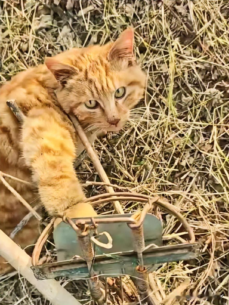 揪心！橘猫被捕兽夹困住，满眼都是无助。一只橘猫的爪子被捕兽夹紧紧钳住，困在枯
