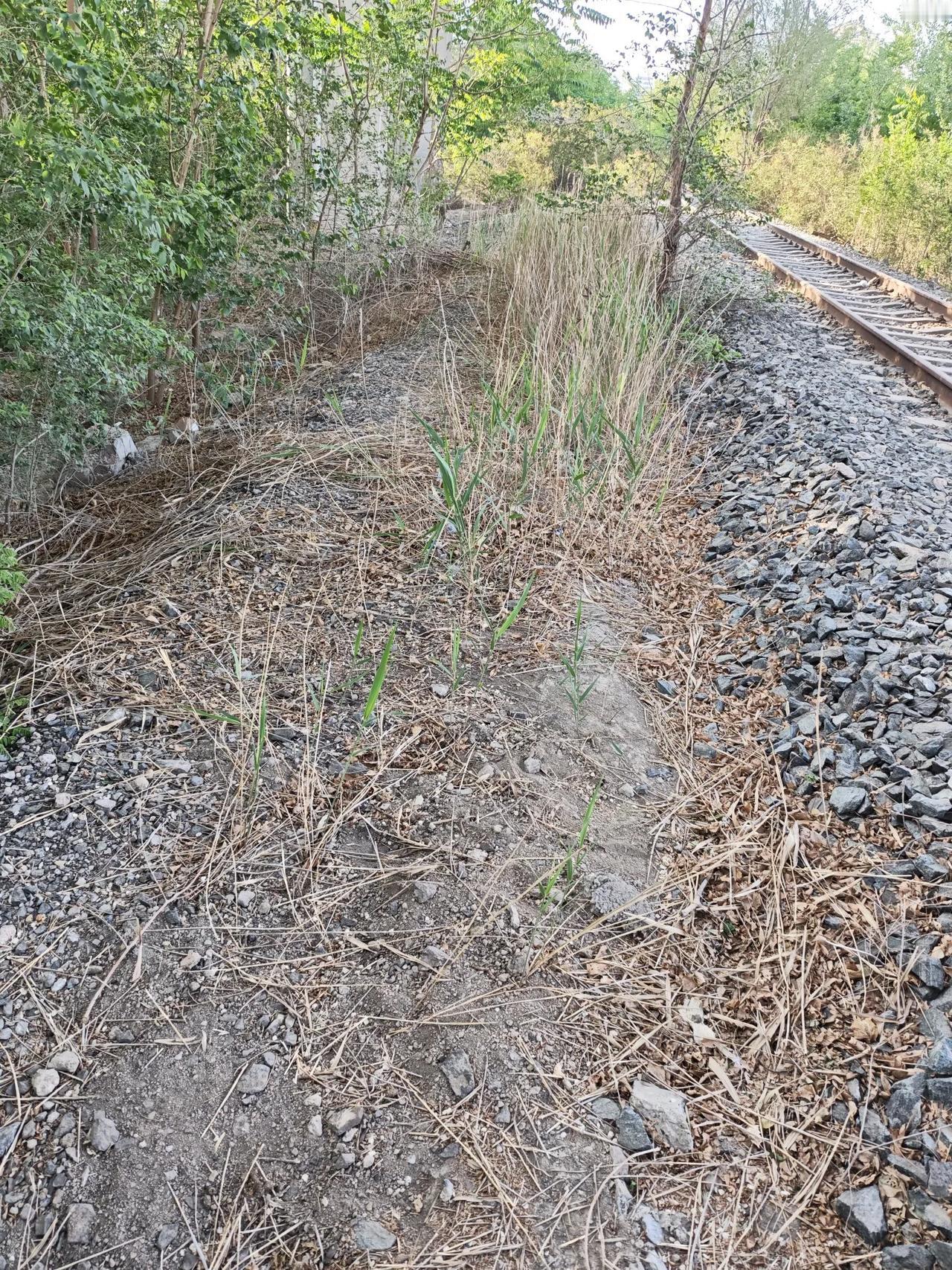 五一劳动节开荒种地五一假期，于一段废弃铁轨之畔散步时，无意间发觉一块小空地，