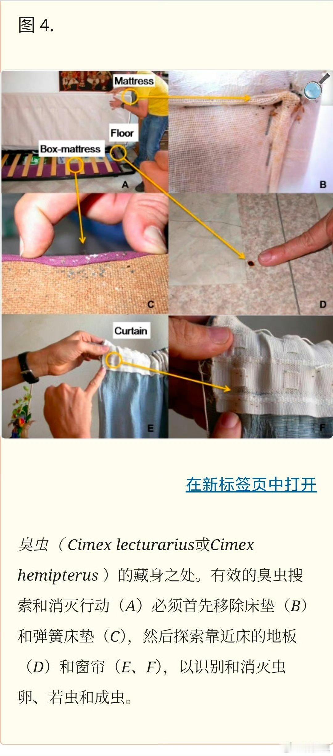 上海床虱老外带来的。有的歪果仁是真的不爱干净，很脏。臭虫藏在他们的衣物、行李里