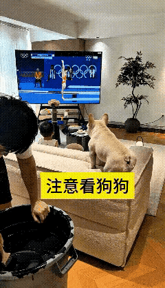 这是个没有边界感的狗狗！