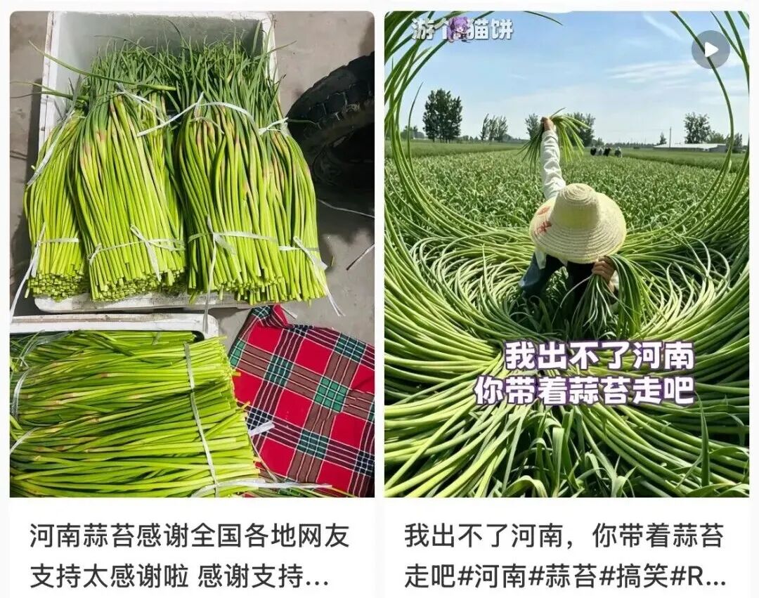 网传“河南蒜薹滞销弃收”，真相究竟如何