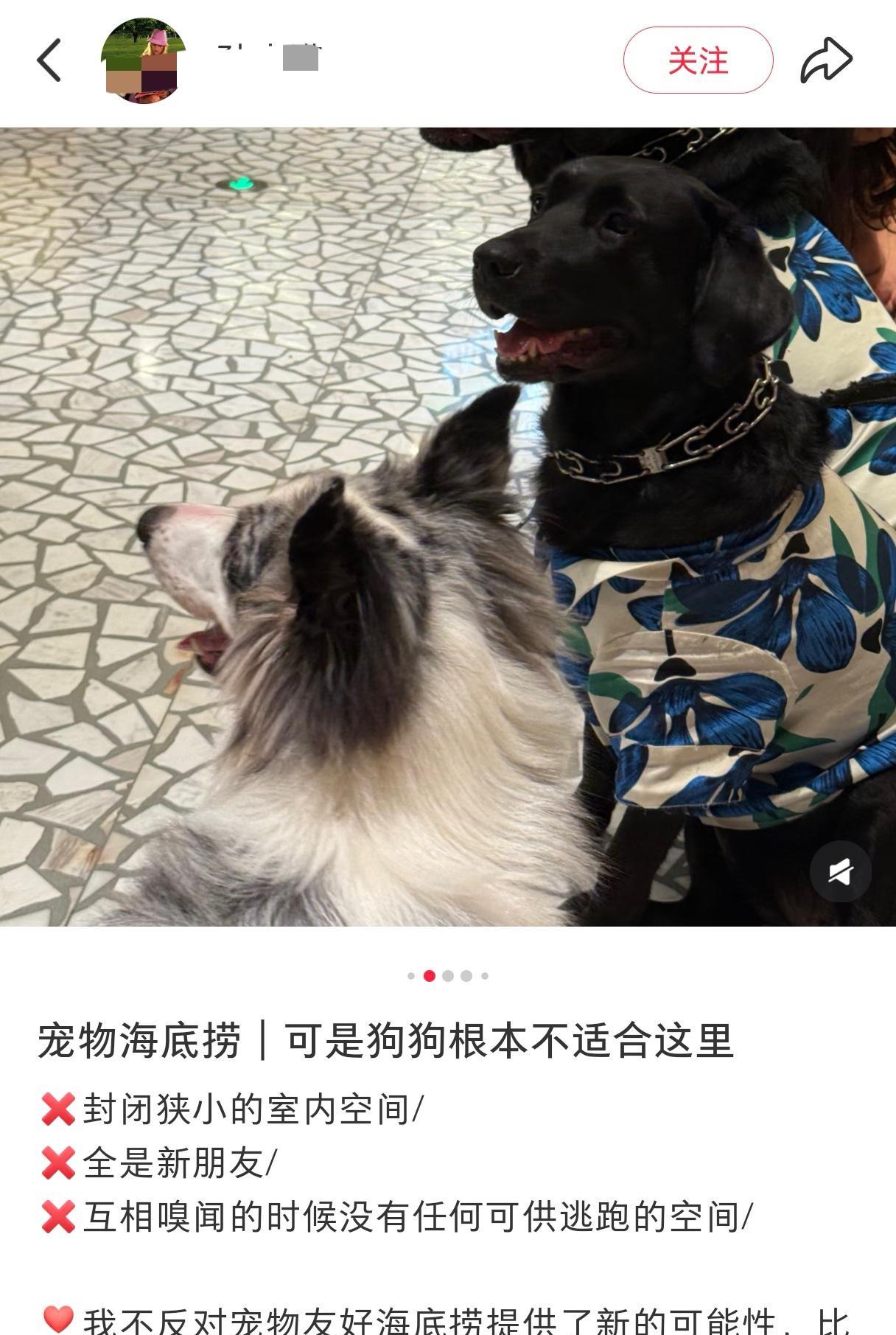 深圳全国第一家宠物友好海底捞火锅，迎来了第一波差评，恰恰来自带狗去吃饭的顾客，原