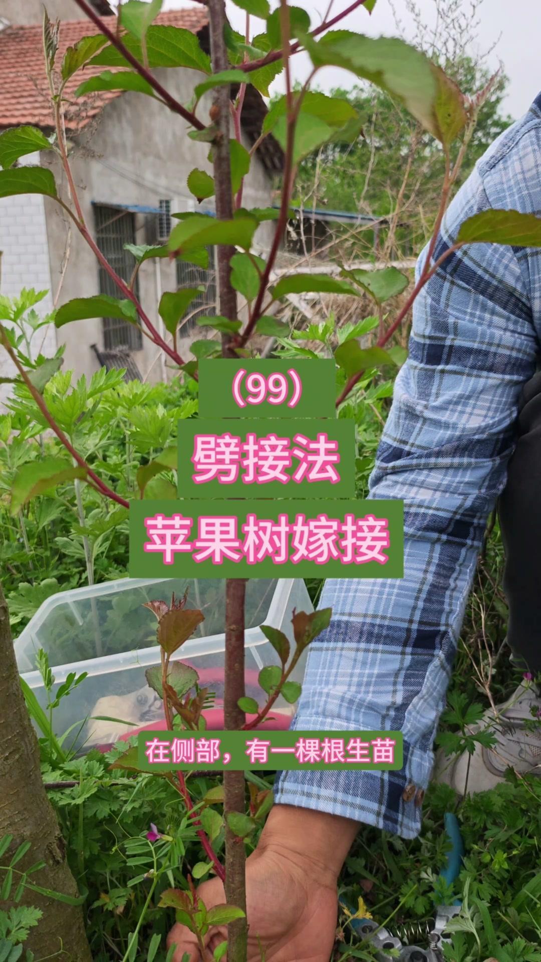 🌿苹果树坐果率低，春天用劈接法嫁接授粉树超实用！选直立无萌芽的营养枝，芽点饱满