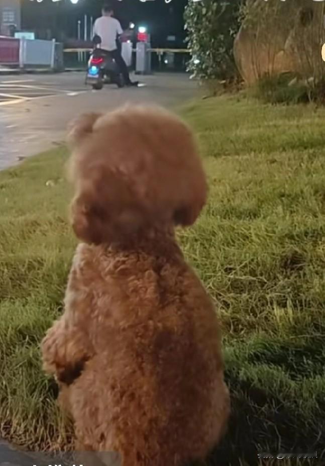 历经一个多月的艰难行程，它吃尽了苦头。终于找到了主人居住的小区，它坐在小区门口不