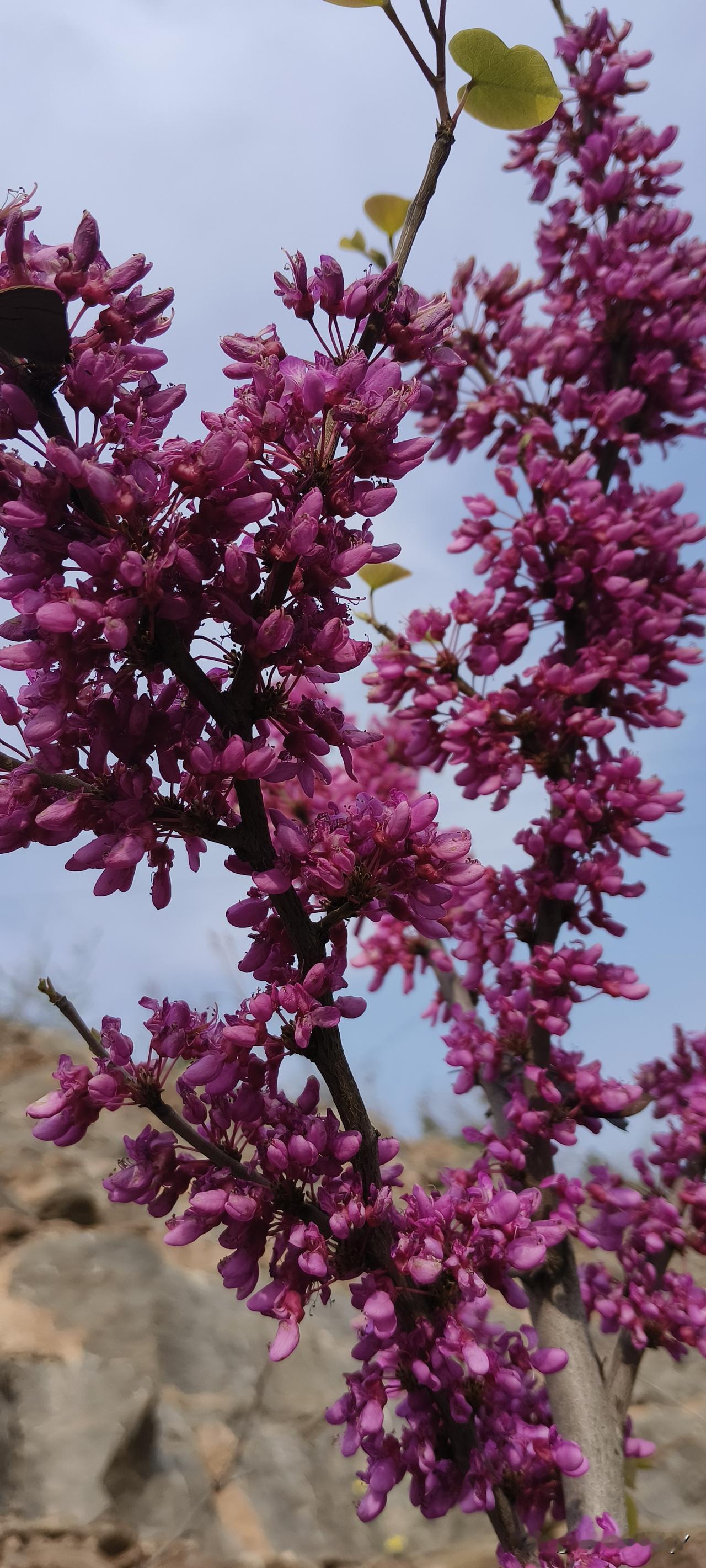 瞧瞧这两口子在家吵架的本事有多厉害。在家里，老公吵不过老婆，便说：“能过就过，