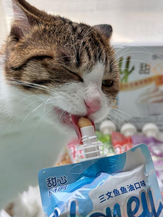 抓住一个馋嘴小猫