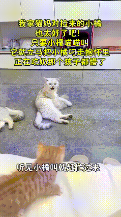暖心！大猫捡回小橘猫，娃一叫就“弃子”喂奶刷到个超治愈的视频！网友家的大猫