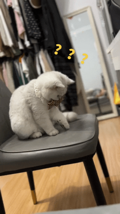我也是看了好几遍才明白，恁瞅瞅这只小猫咪！它蹲在椅子上，低头瞅见椅子面上自己的影