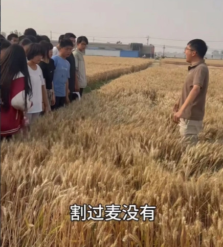 这个90后校长真“狠”！近日爆出，凌晨5点，校长把128名学生喊到自家麦田割麦子