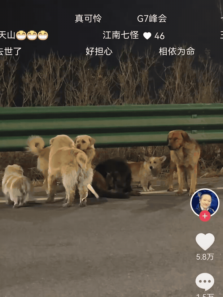 现实版的“7狗下天山”，希望主人们早日找回昨日有网友记录到，长春高速路边7只小