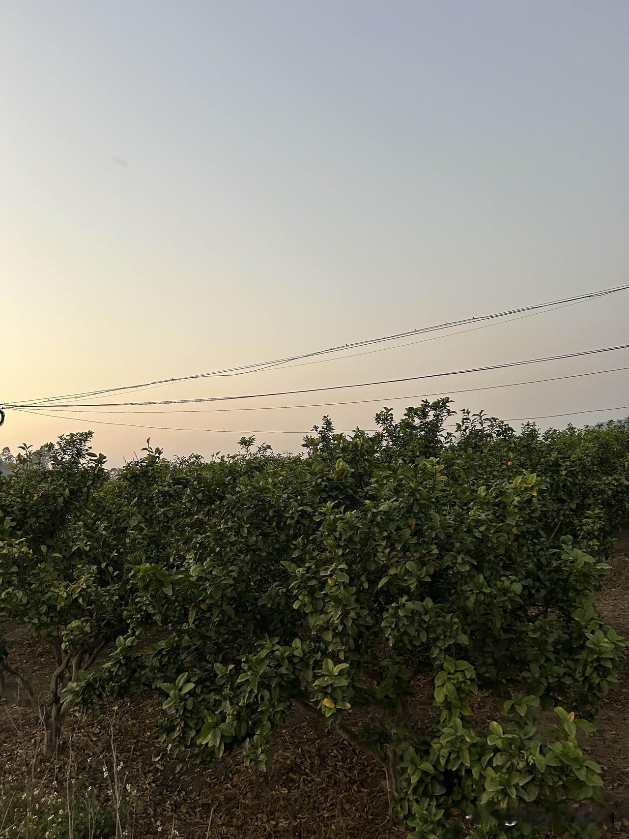 现在水果种植业就是两广地区最常见，最受到普通老百姓青睐的产业之一。因为大