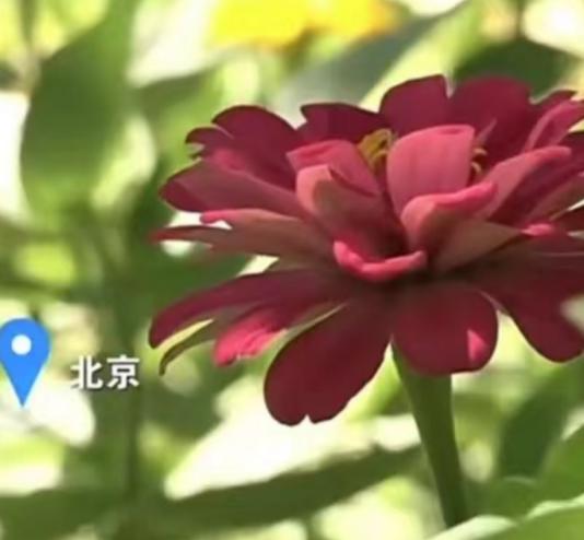 2025年1月北京，一准新娘因男友没给买车，便拒绝登记领证，没曾想，男友不仅直接