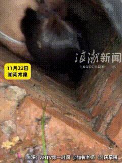 湖南常德，高校内，一只流浪小狗失足掉进下水道，本不算大事，却没想到，一位女生不顾