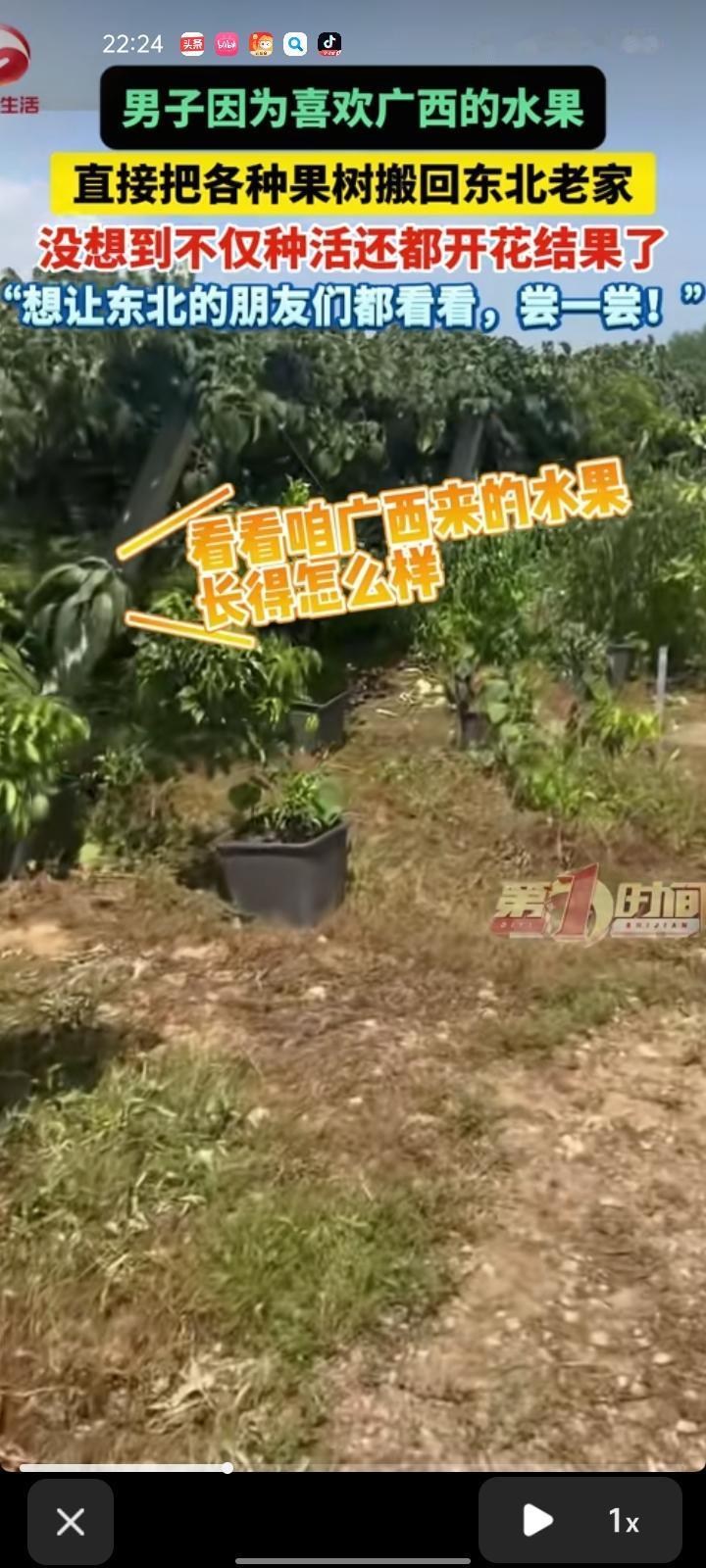 8月6日，辽宁大连。孙先生因喜欢广西的水果，直接把各种果树带回东北老家种植，就想