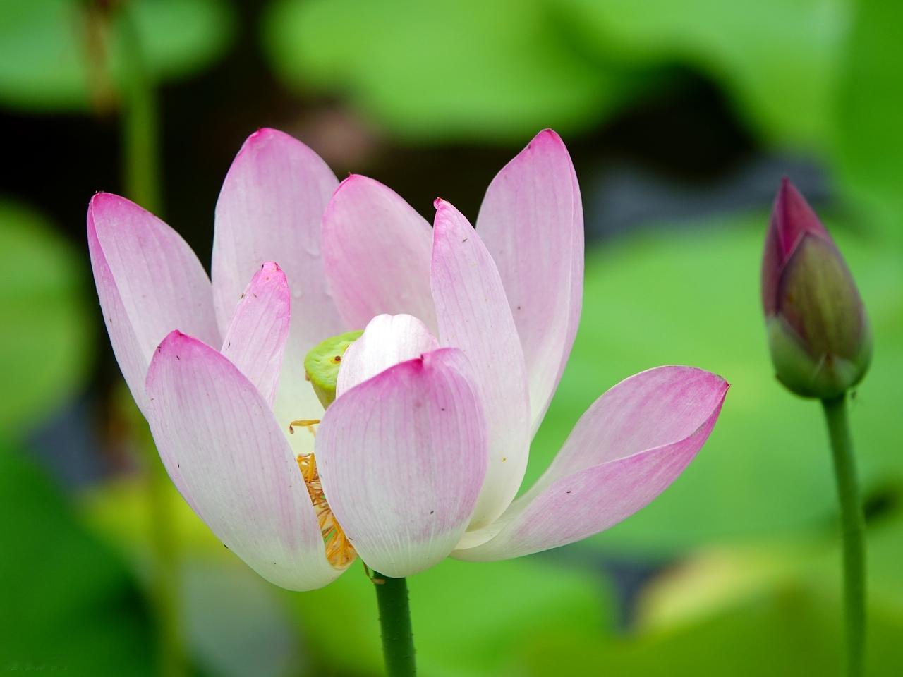 看淡得失人无忧，看破生死自从容。人，因无而有，因有而失，因失而痛，因痛而苦。人总