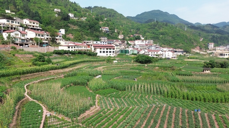 丰富“菜篮子”, 鼓起“钱袋子”! 仁怀: 千亩蔬菜抢“鲜”上市
