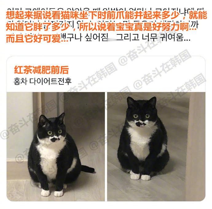 通过猫咪前爪并拢的程度可以判断它胖了多少​​​海外新鲜事热点现场​​​