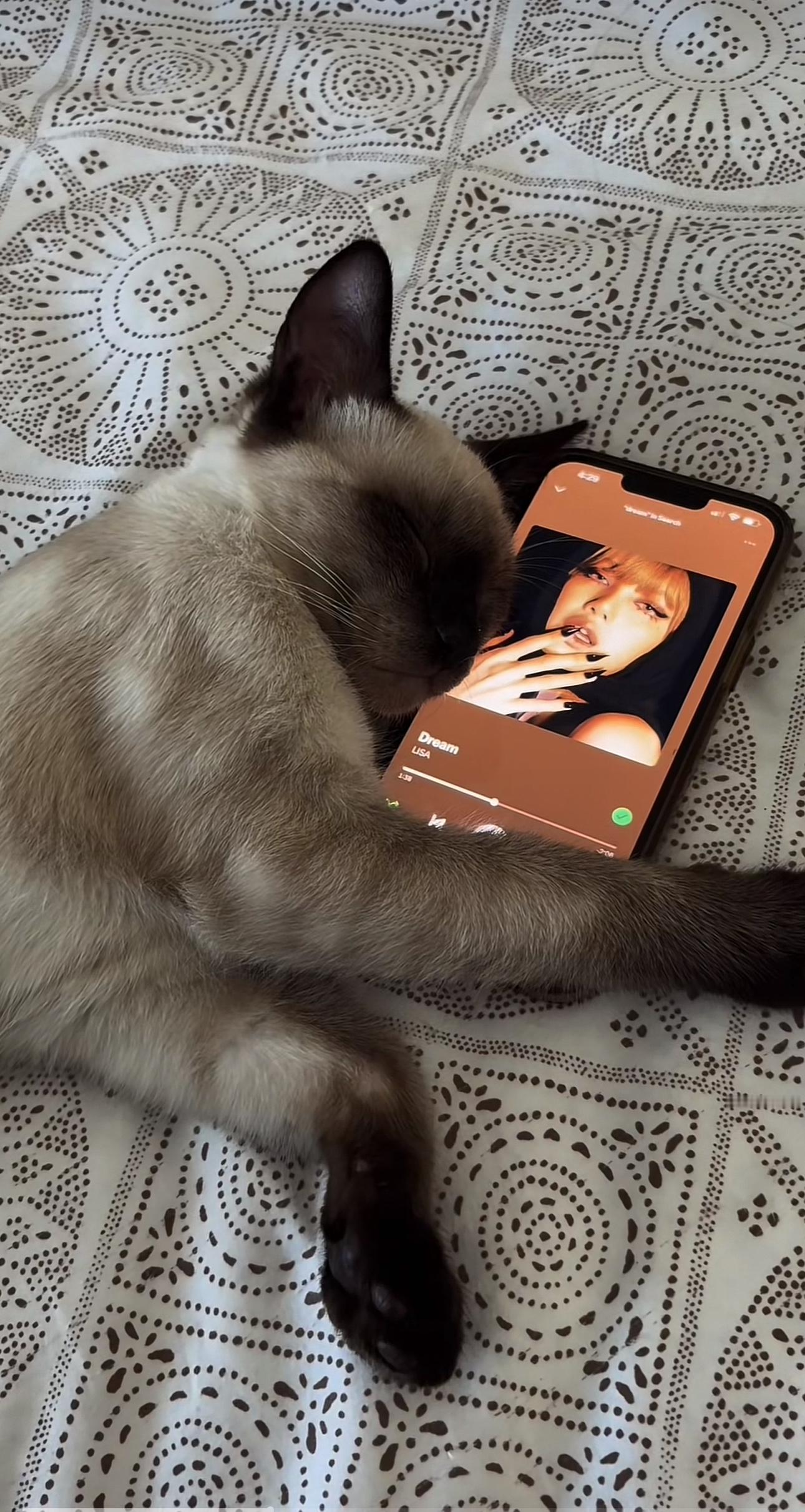 最近的状态belike：​​​