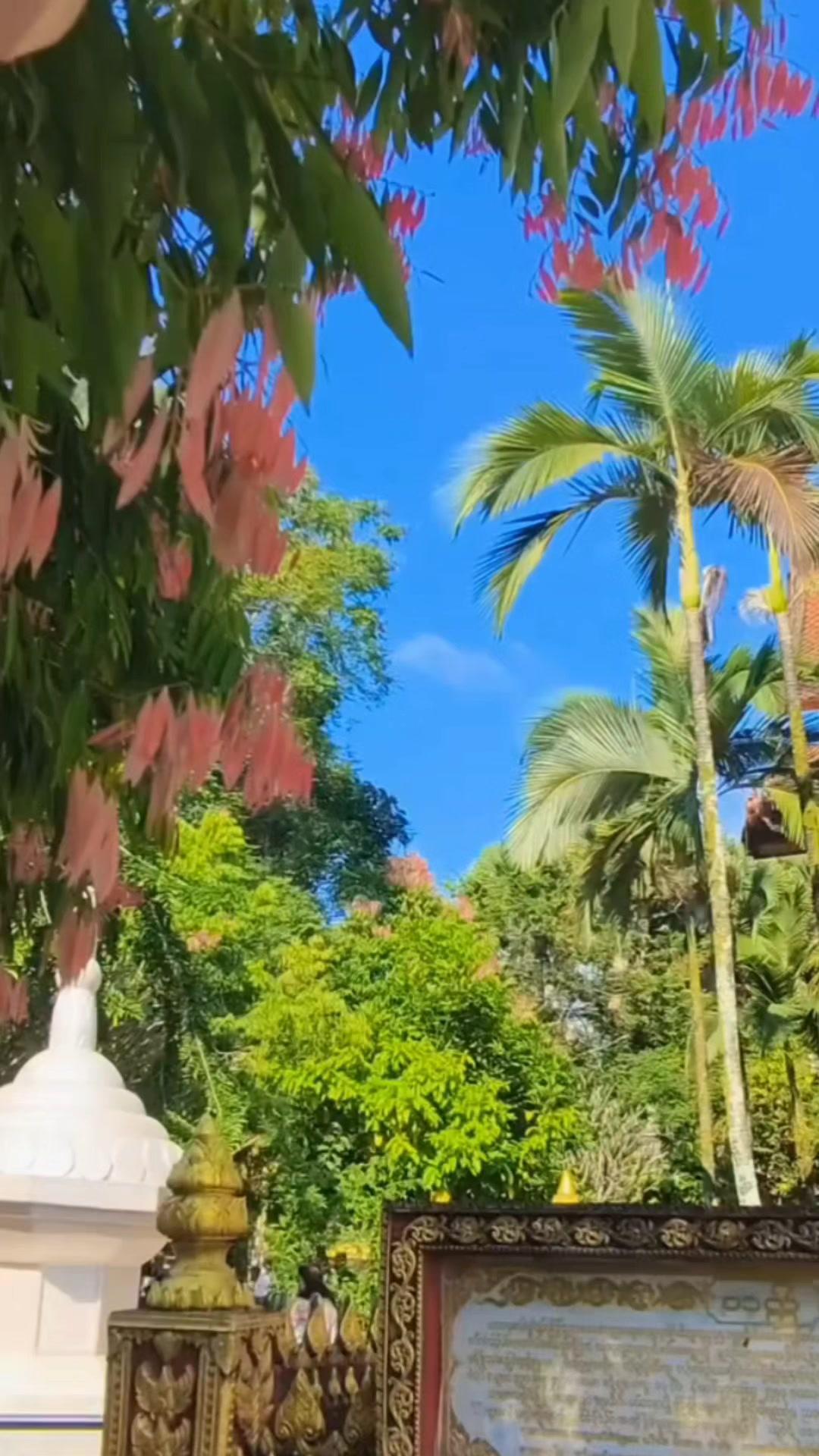 💨26℃的冬天自驾版纳也太爽了！早就想逃离城市的喧嚣，趁着春节假期，开着车一路