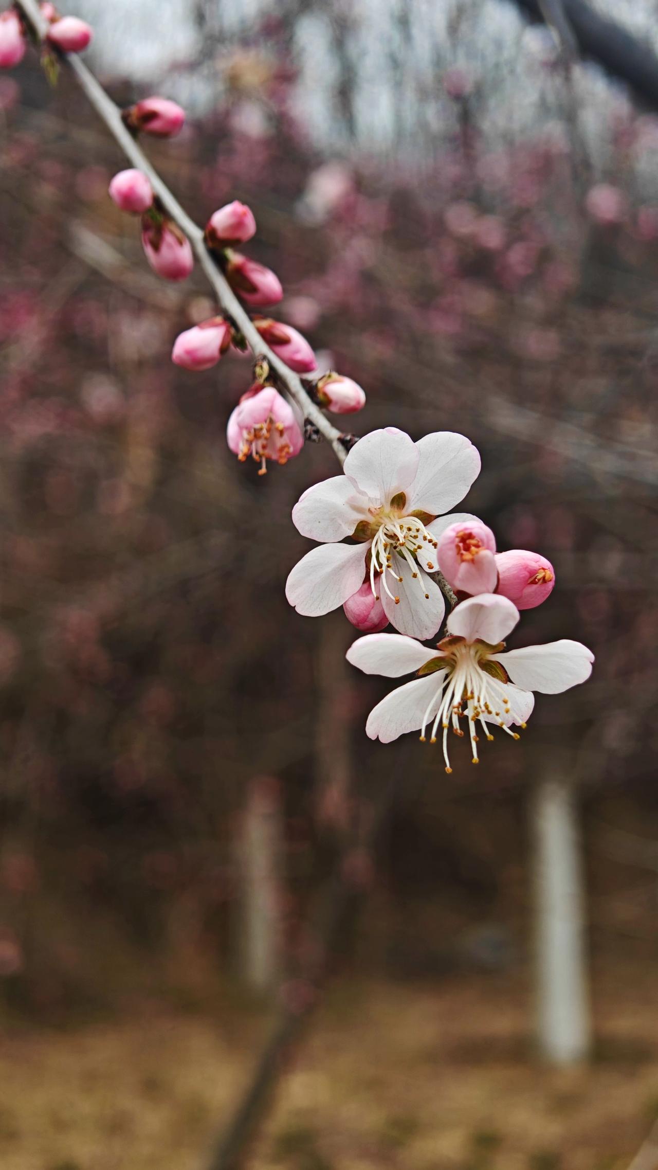我和春天有个约会山桃花