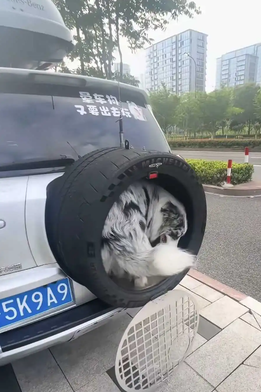 这主人实在是太聪明了。