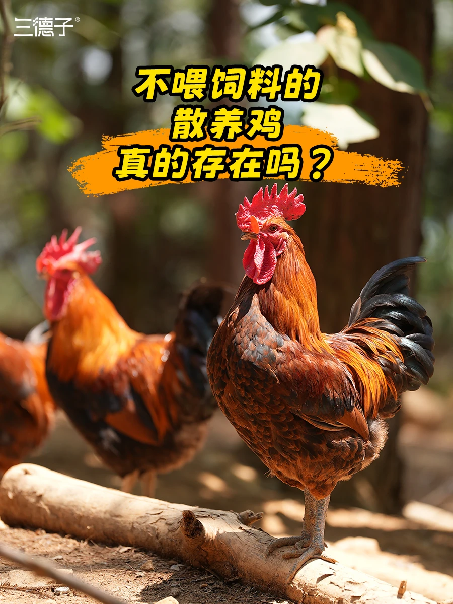 不喂饲料的散养鸡真的存在吗？你吃过没有？