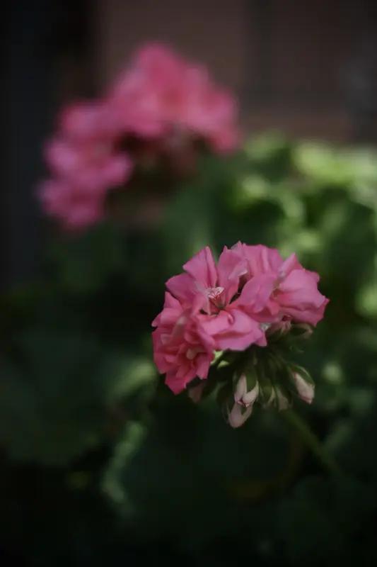 你有一颗养花的心吗?我超有养花的心，绣球（天竺葵）就是我的心头好！它四季都能开