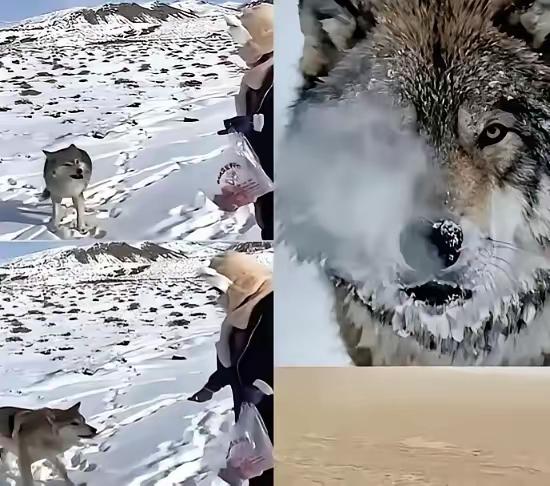 新疆牧民随口一句玩笑话，狼记了整整十年，千里归来赴约真的被新疆这只狼狠狠感
