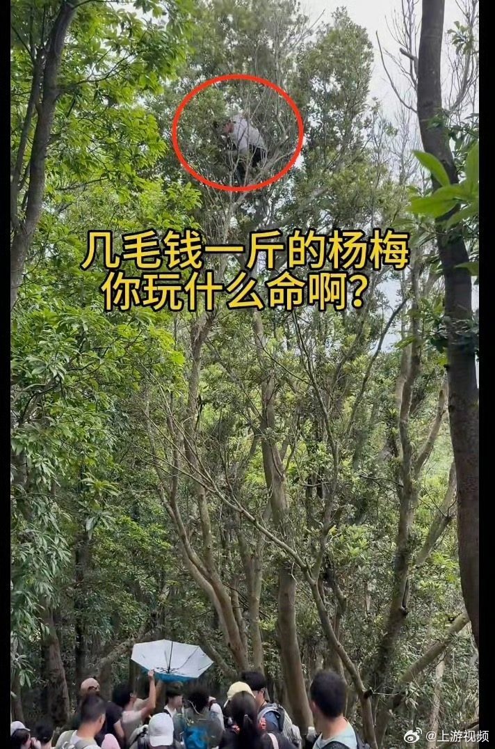 #深圳一公园游客爬数米高摘杨梅#【深圳一郊野公园里游客“玩命摘杨梅”？管理处回应