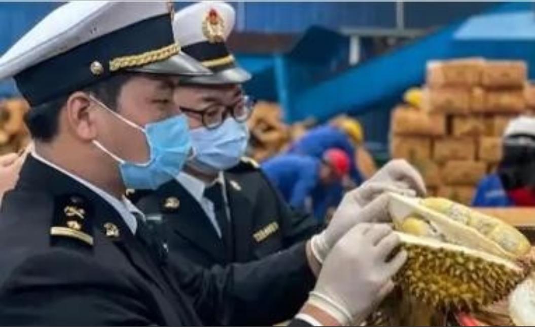 “赚中国人钱还毒害中国人？可谁能料到，泰国榴莲这事越挖越吓人，这泰国榴莲里竟藏着