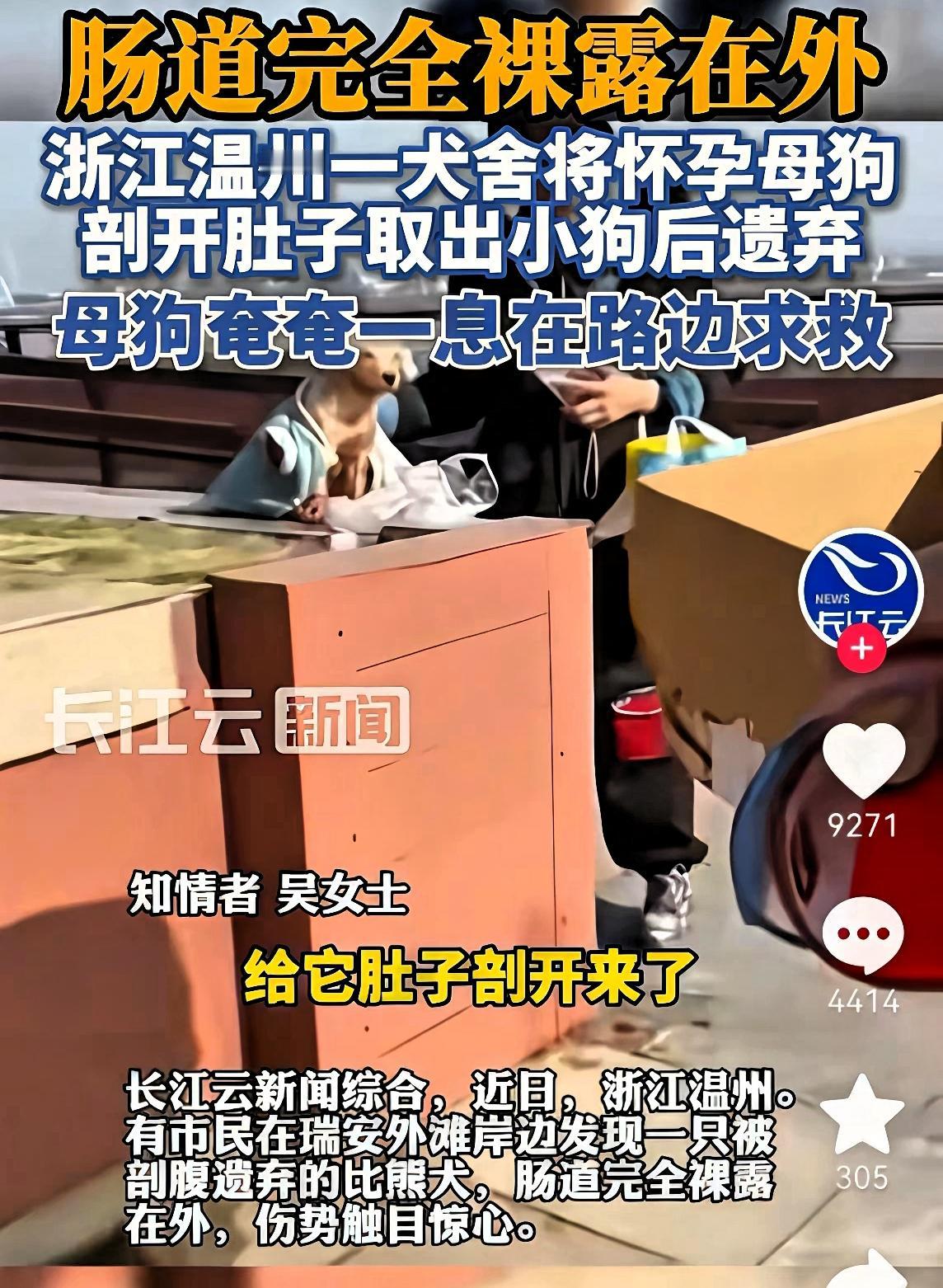 母狗难产，主人亲自将它肚子被硬生生剖开，刀口平整得吓人，没缝没包，内脏就露在外面