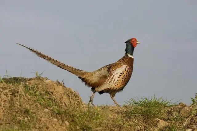 东北野鸡泛滥成灾，为什么很少有人敢吃当地农民说出实情：“别说吃它了，我们根本就