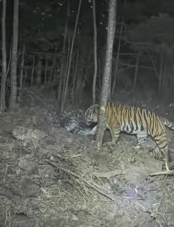 【挖机师傅山中惊遇东北虎！对视那几秒“连大气都不敢喘”】11月30日晚，吉林延