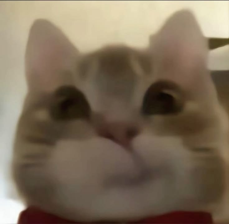 小鸡断层好萌