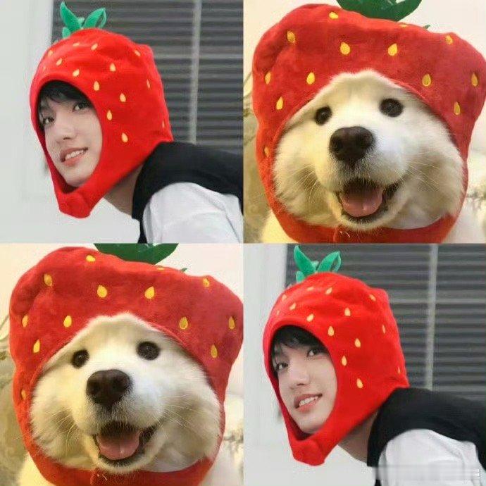 张泽禹先天小狗圣体他的可爱不是刻意装出来的，而是从骨子里透出来的，就像小狗天生