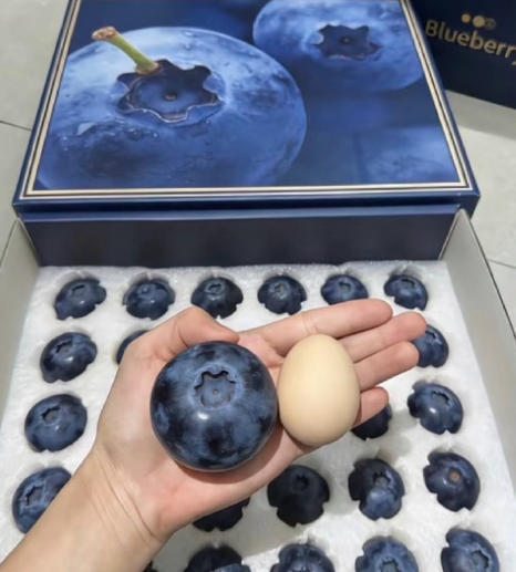 蓝莓价格大跳水了年前的车厘子，现在的蓝莓，都用大跳水的词语了，集中上市，量上来