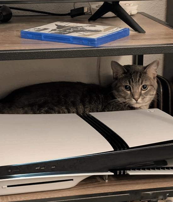 Reddit上有玩家分享了自己的猫把PS5当成窝的可爱照片，获得了不少点赞和评论