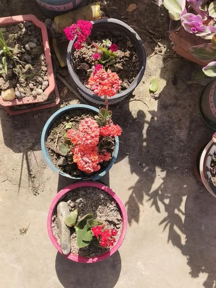 新扦插的长寿花活稳了，花色不同，虽是小苗，却开得艳丽，一个字：开心！