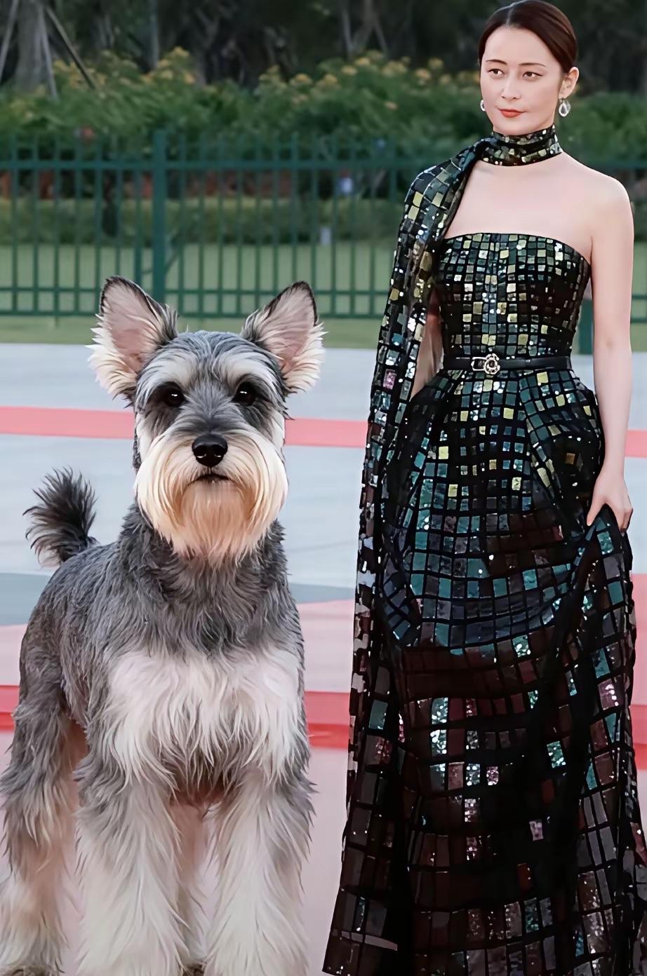 哈哈哈，笑死了，明星夫妻合影，网友辣评：女神和她的雪纳瑞[捂脸哭]