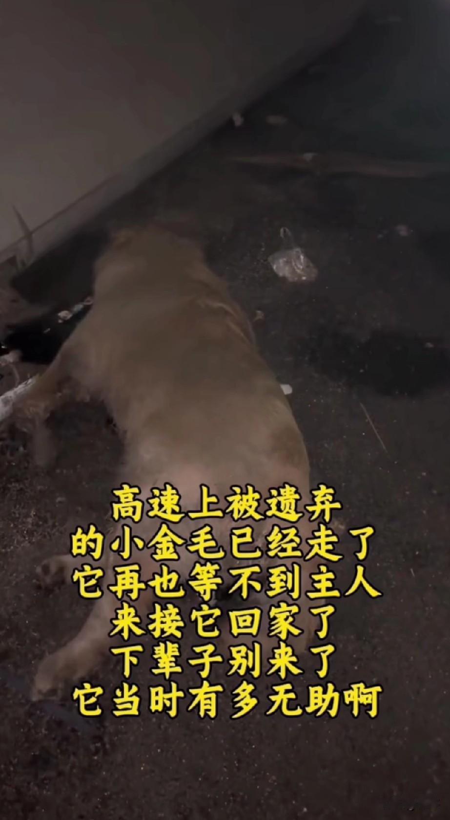 太可怜了，一只国庆假期被人遗弃在高速上的金毛已经走了，它再也等不到主人来接它回家