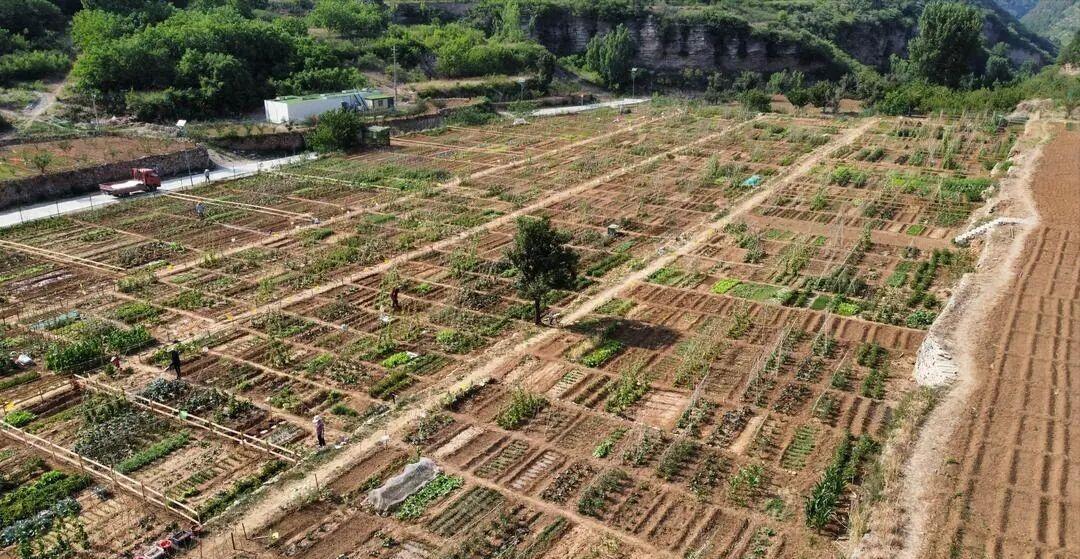 山东济南一名男子把家里10亩地分成200份挂到网上出租，按年收费，结果不到半年就