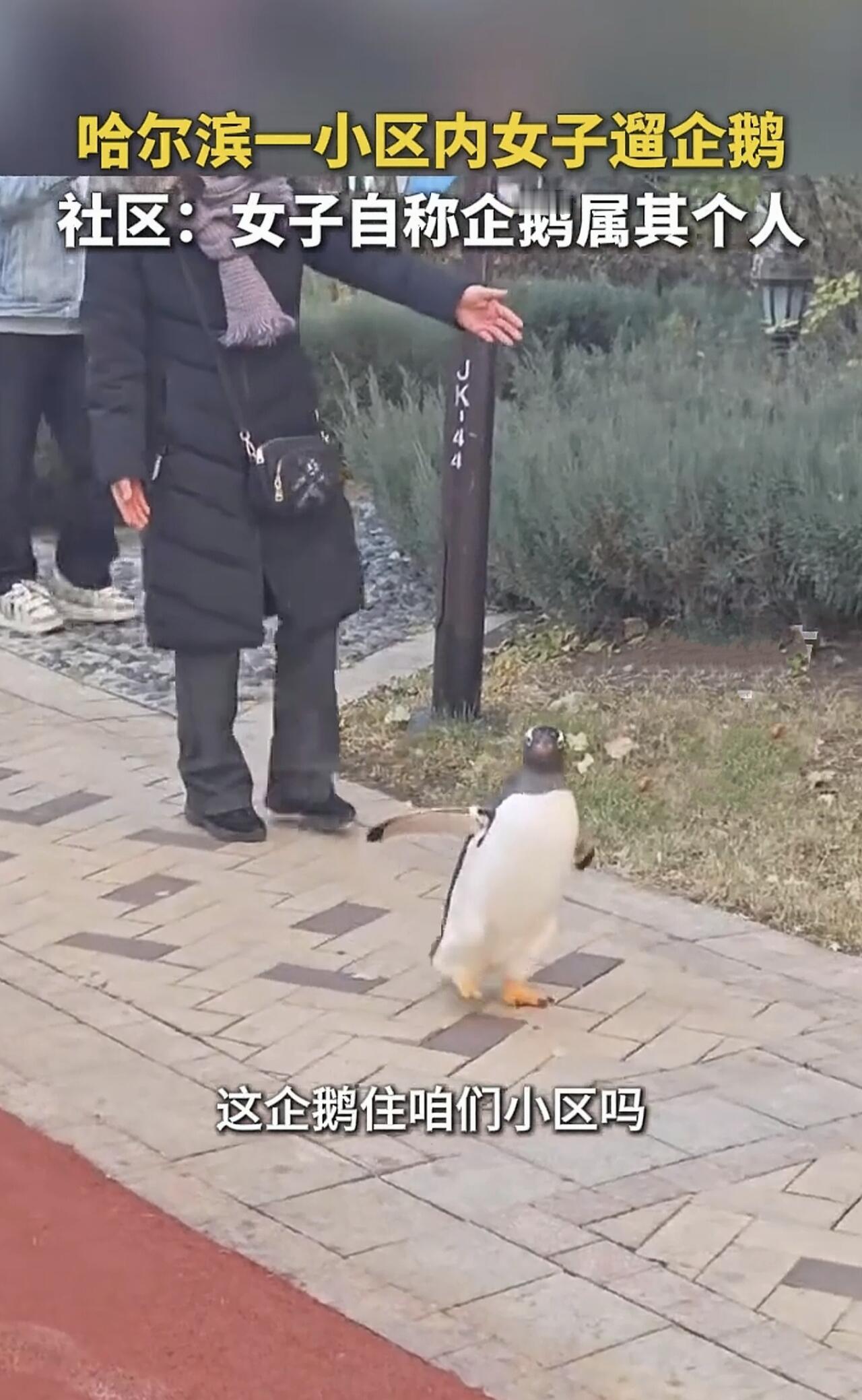 这事儿听着挺离谱啊！哈尔滨有个小区，大街上居然有人遛企鹅！知道的以为是东北，不知