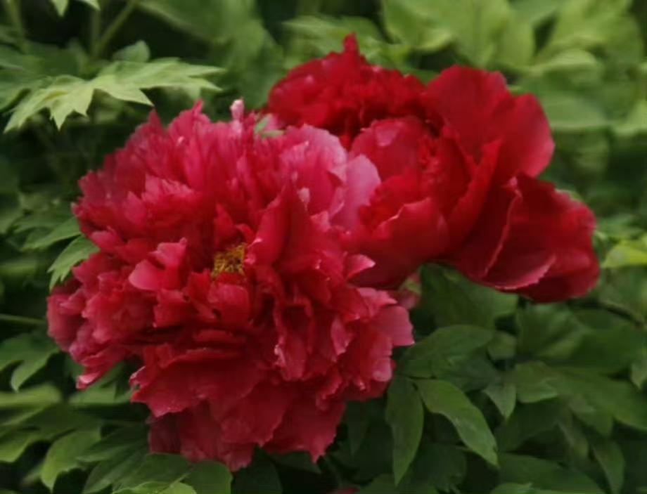 谷雨收寒，牡丹赴约谷雨收寒，茶烟扬晓，又是牡丹时候。雨生百谷，也催开了一